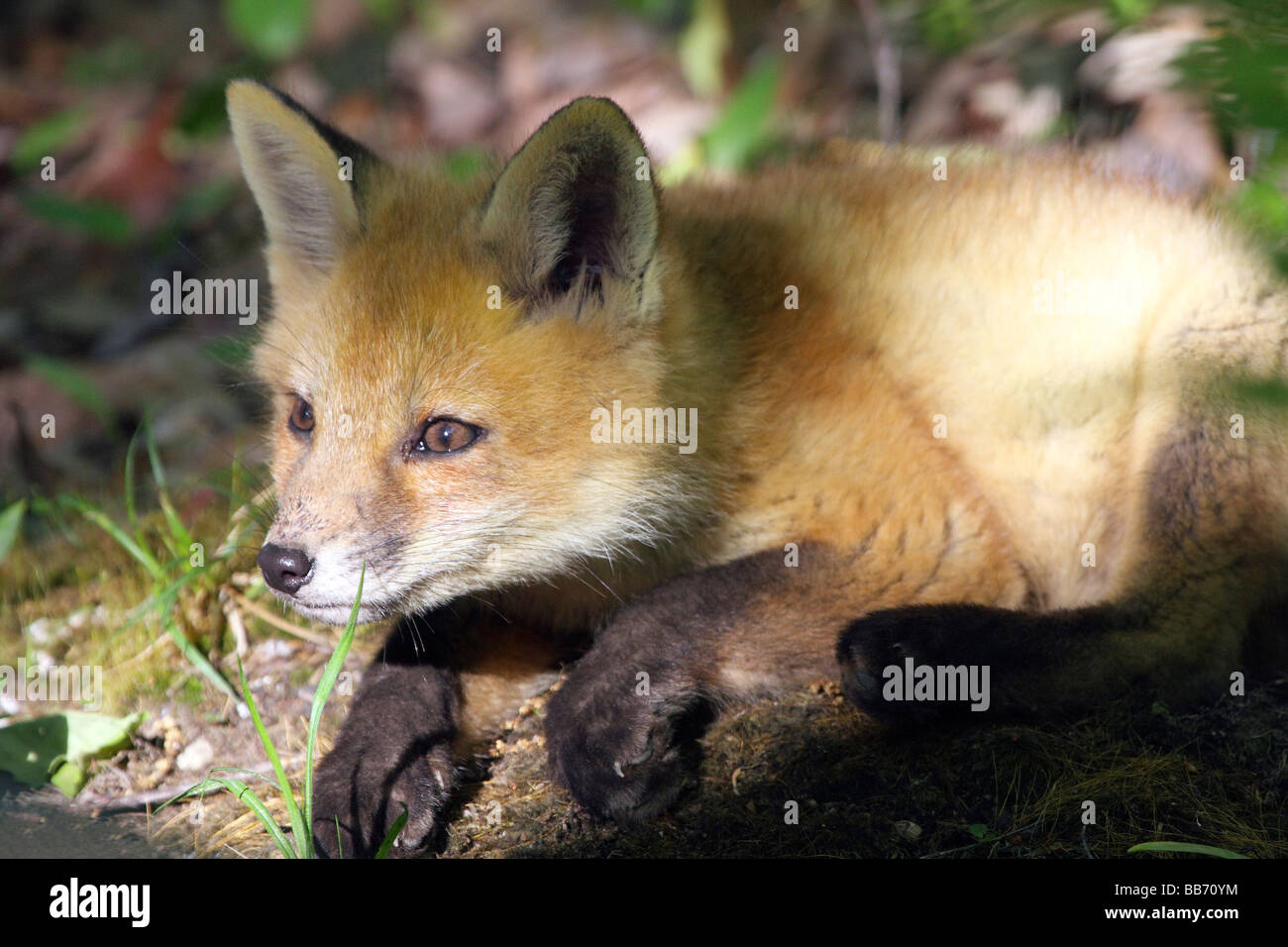 Fox kit hiding in the woods Stock Photo
