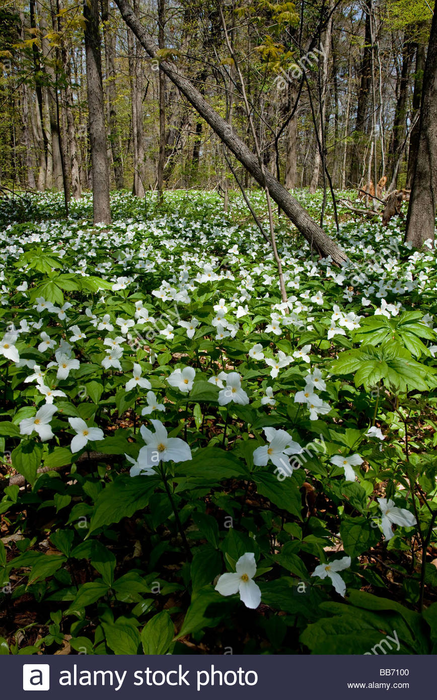 White Trillium The Floral Emblem Of Ontario In A Forest In Springtime Stock Photo Alamy