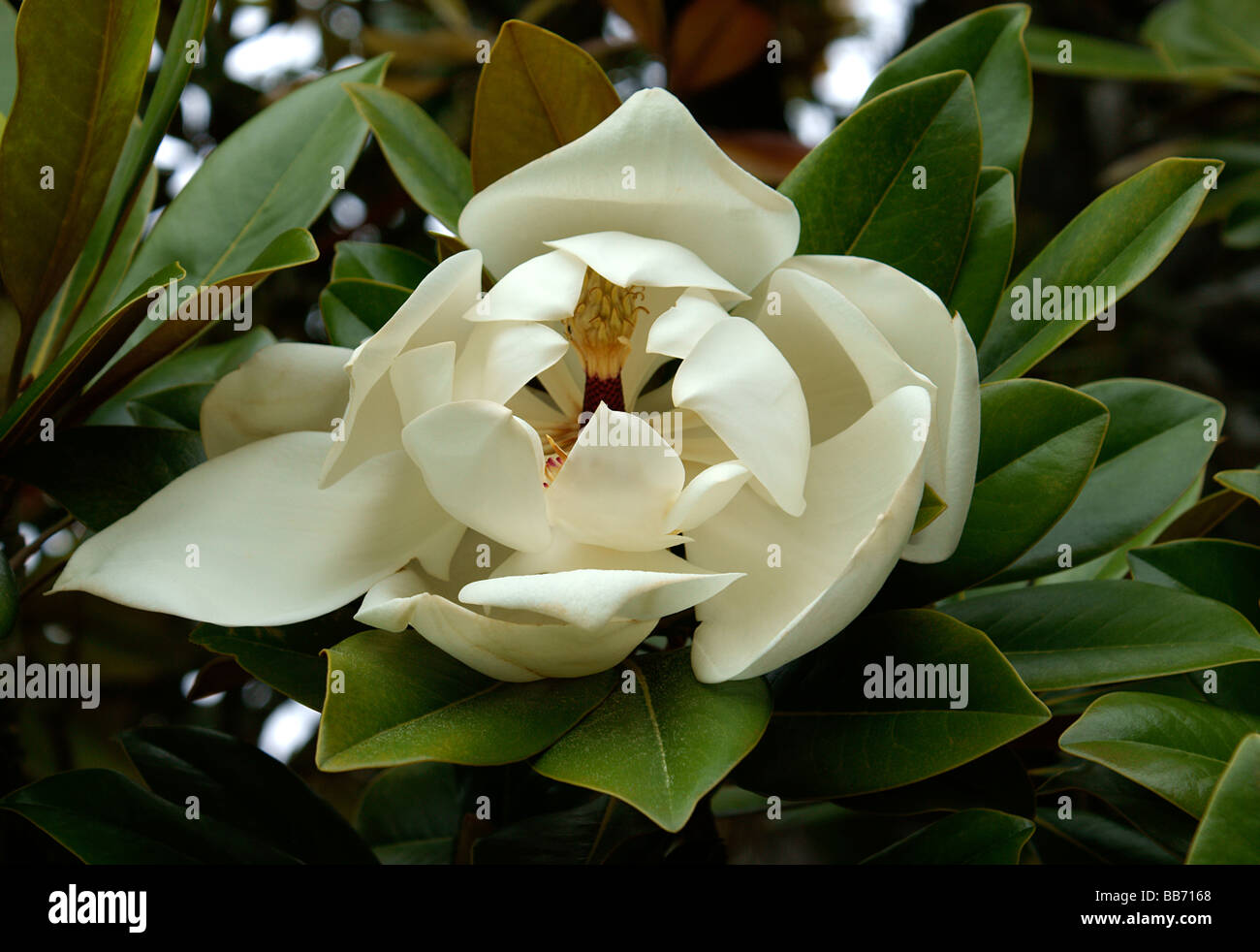 Magnolia grandiflora flower hi-res stock photography and images - Alamy