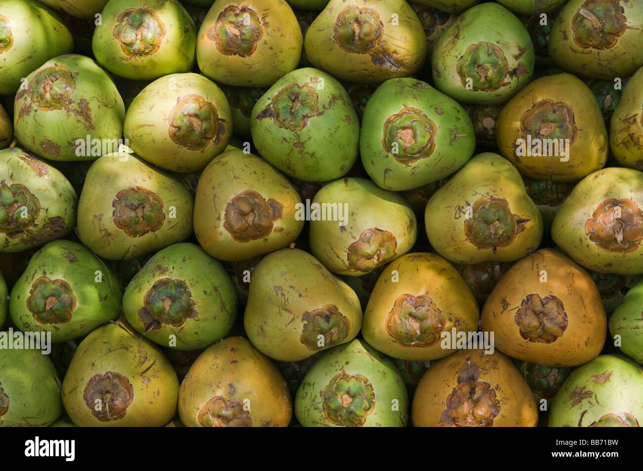 Green coconuts hi-res stock photography and images - Alamy