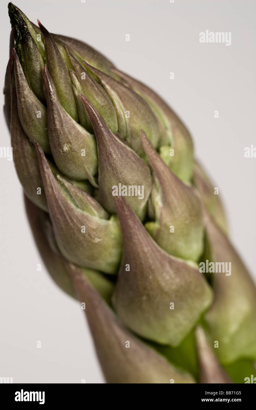 Tip of large British asparagus spear. Asparagus is rich in folic acid