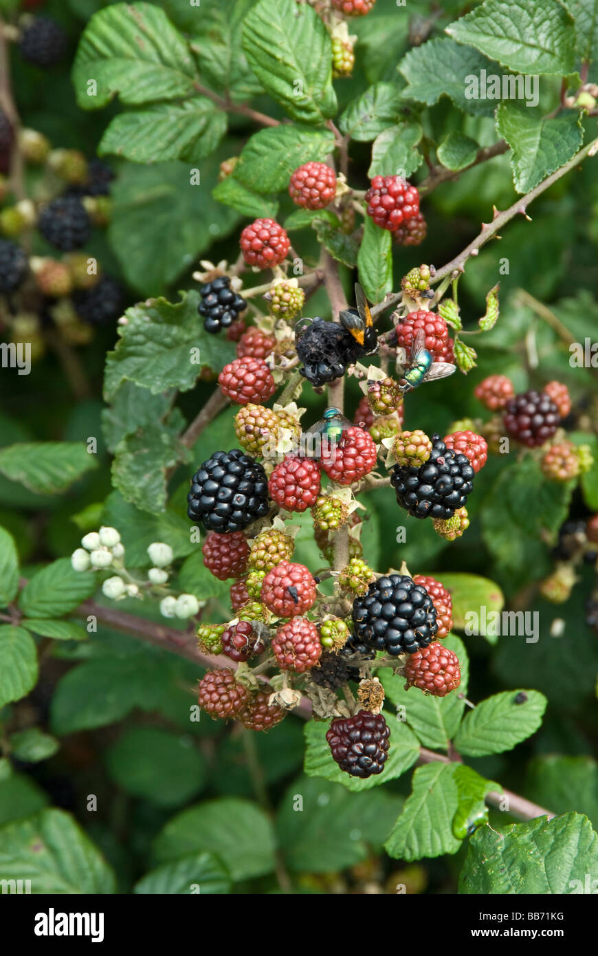 Bramble, Rubus fruticosus agg, Blackberry fruit Stock Photo Alamy