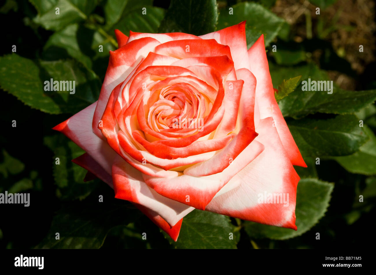 Empress Farah Rose Stock Photo - Alamy