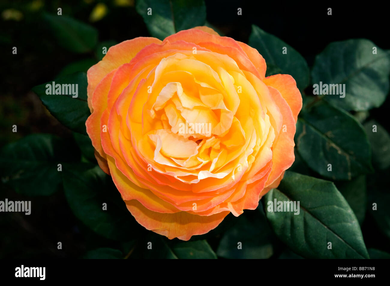 Harjangle rose bred by Harkness Stock Photo - Alamy