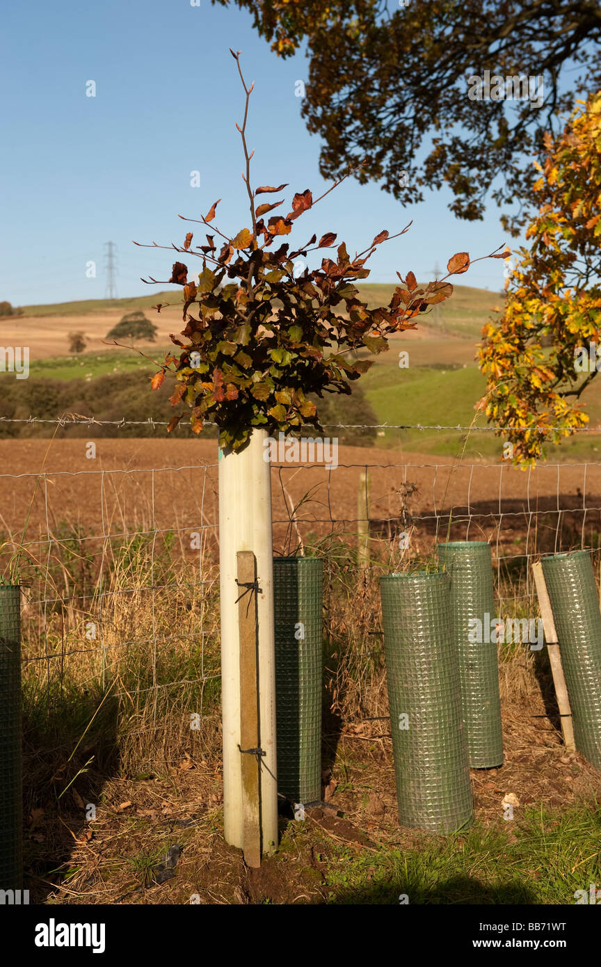 Newly planted hedge with young trees protected with plastic guards Cumbria  Stock Photo