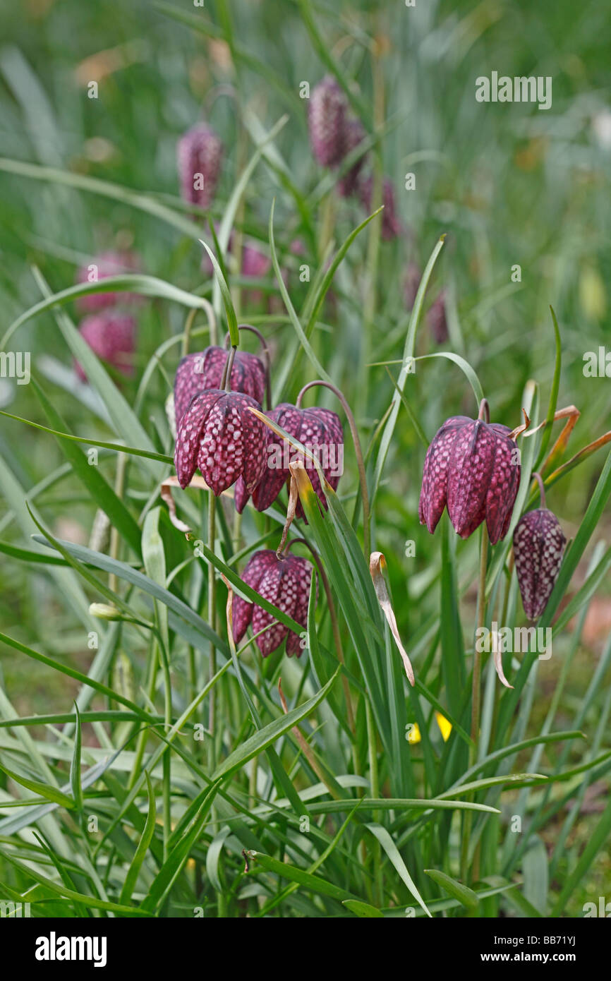 SNAKES HEAD FRITILLARY Fritillaria meleagris PLANTS IN FLOWER IN MEADOW Stock Photo