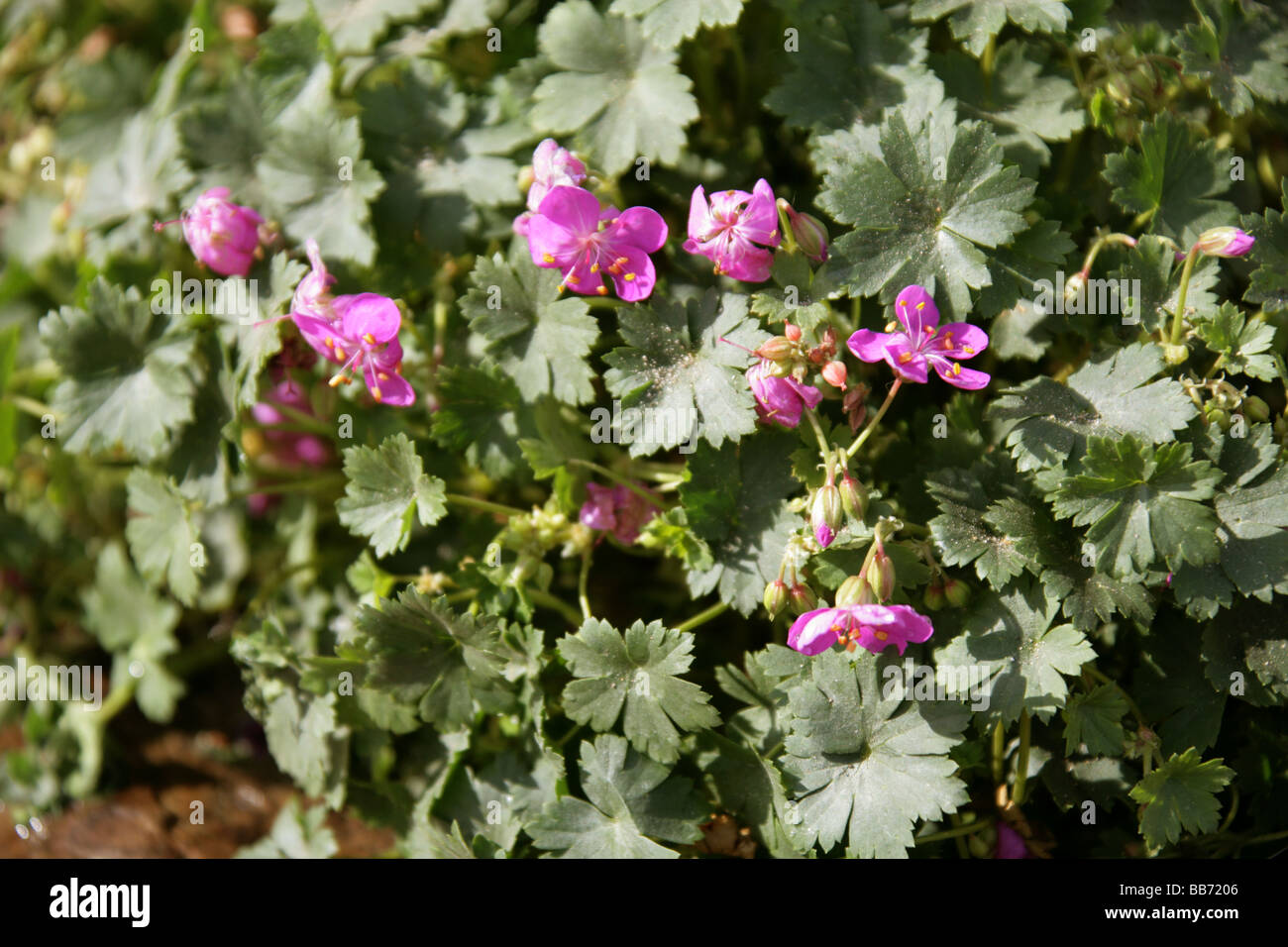 Geranium glaberrimum, Geraniaceae, Turkey Stock Photo