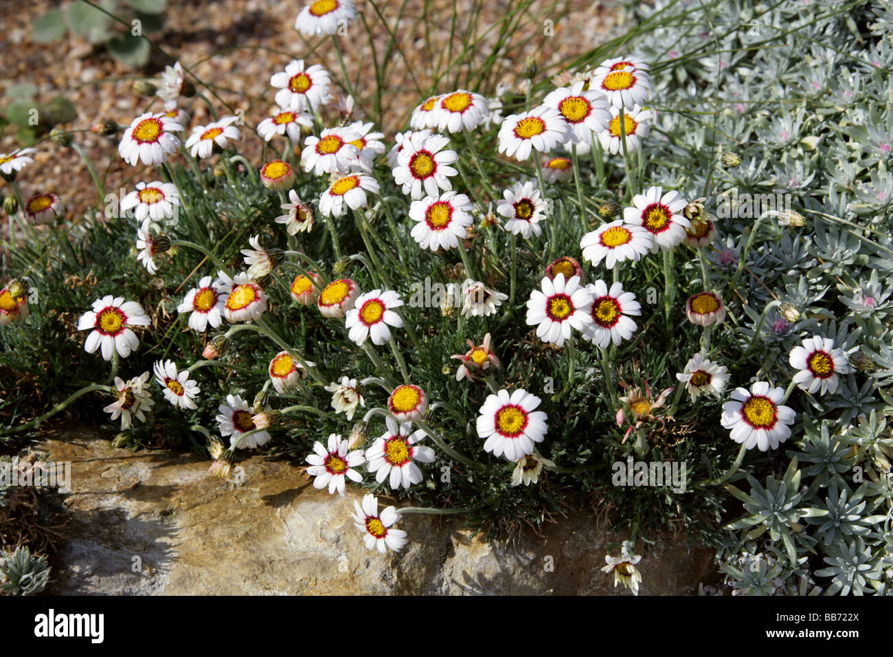 Moroccan Daisy, Rhodanthemum pseudocatananche, Asteraceae, Morocco Stock Photo