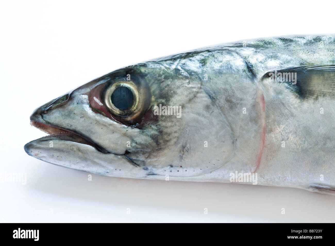 Mackerel Stock Photo