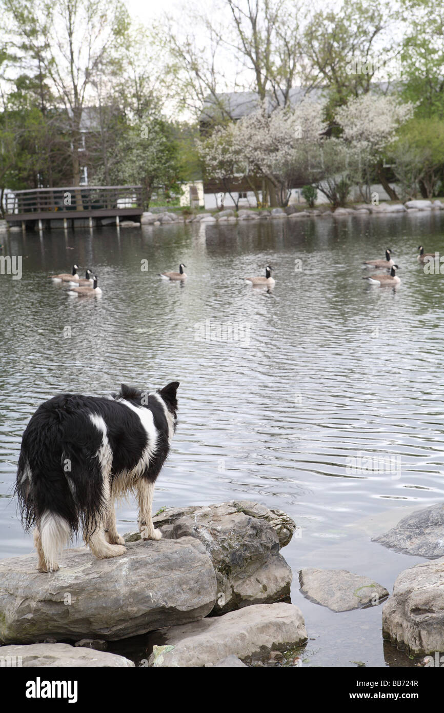 Dog watching duck pond Stock Photo - Alamy