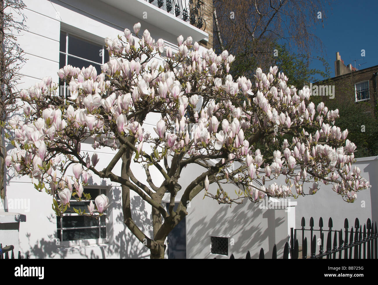 Magnolia tree in blossom in front of terraced Victorian house