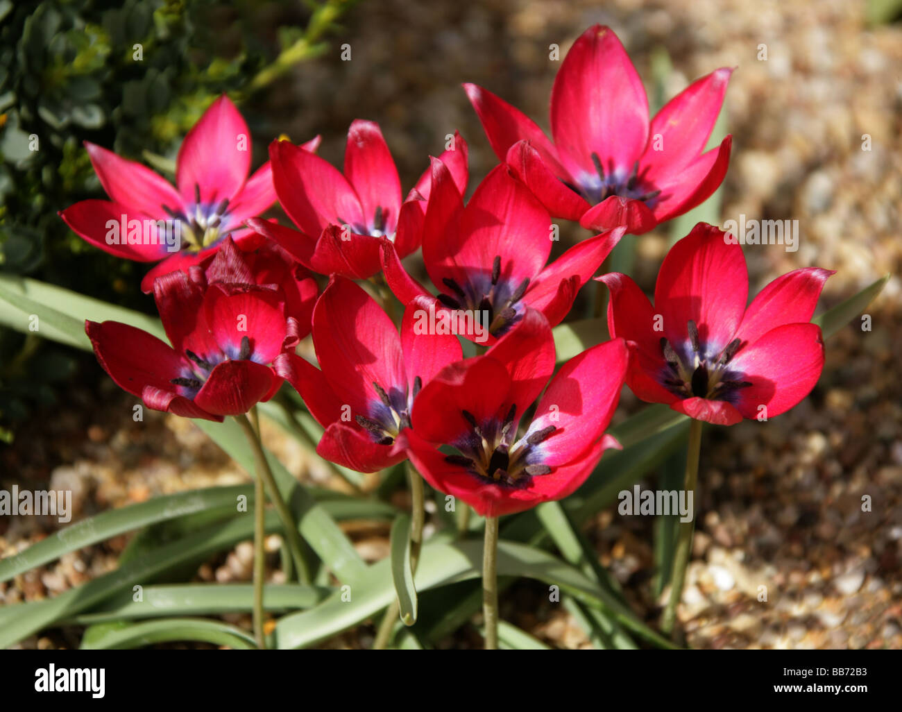 Tulipa humilis, Liliaceae. A Red Tulip from Iran and Turkey Stock Photo