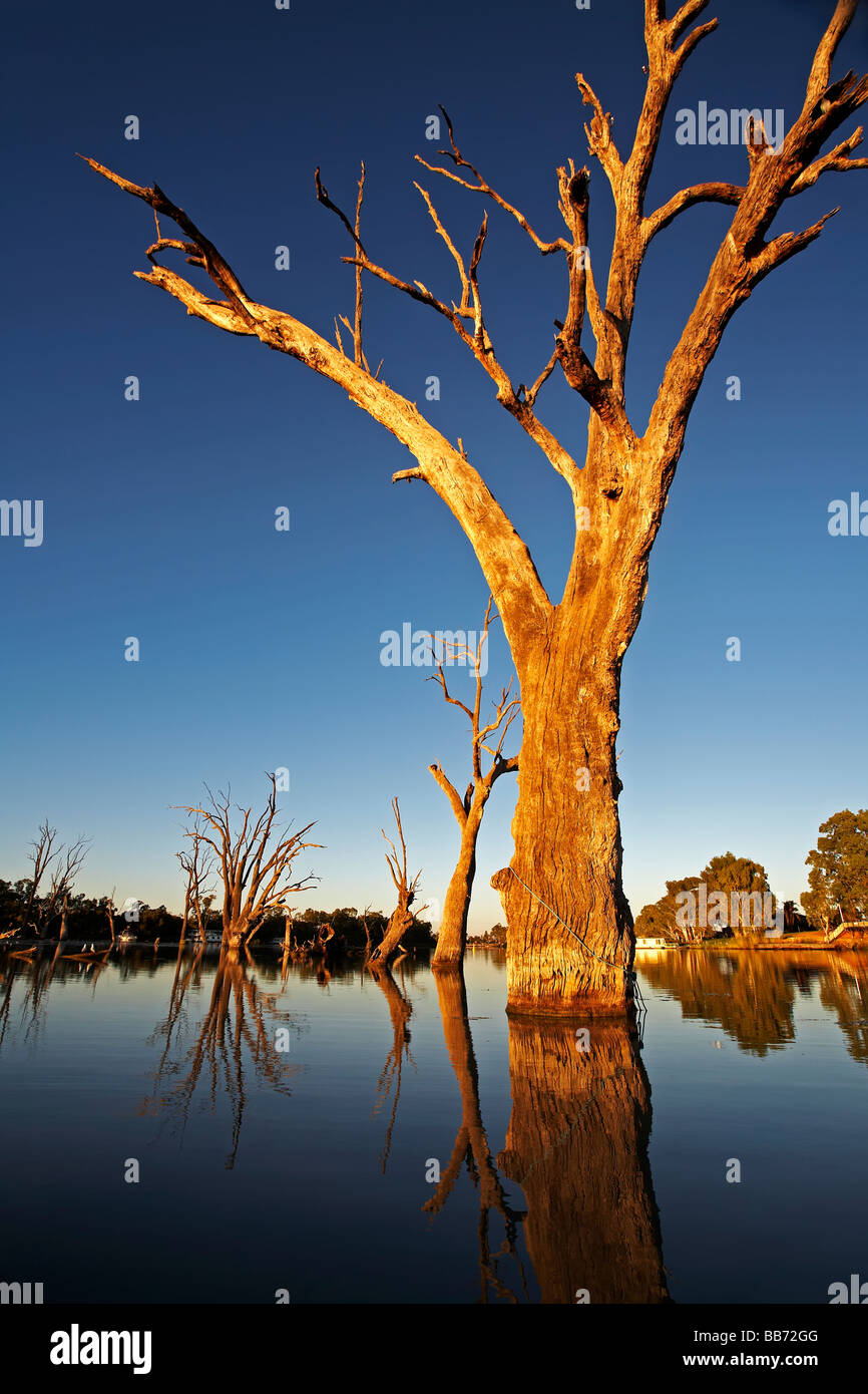 Murray River Lagoon Renmark Riverland South Australia Stock Photo Alamy