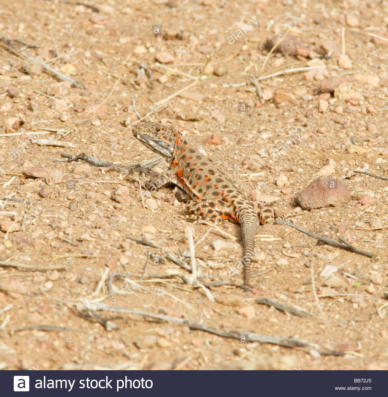 long-nosed-leopard-lizard-high-resolution-stock-photography-and-images