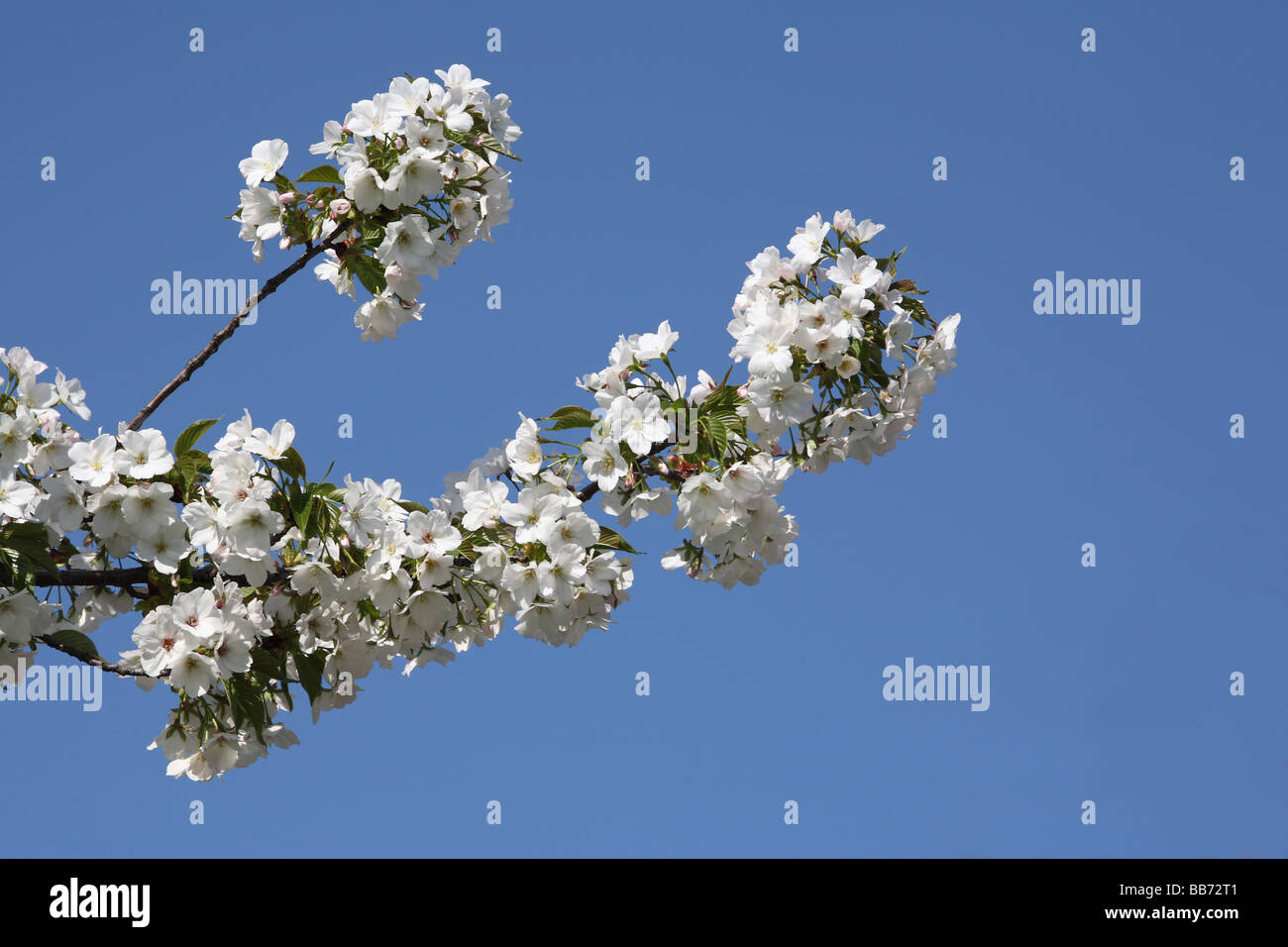 Dogwood Tree Blossom Stock Photo Alamy