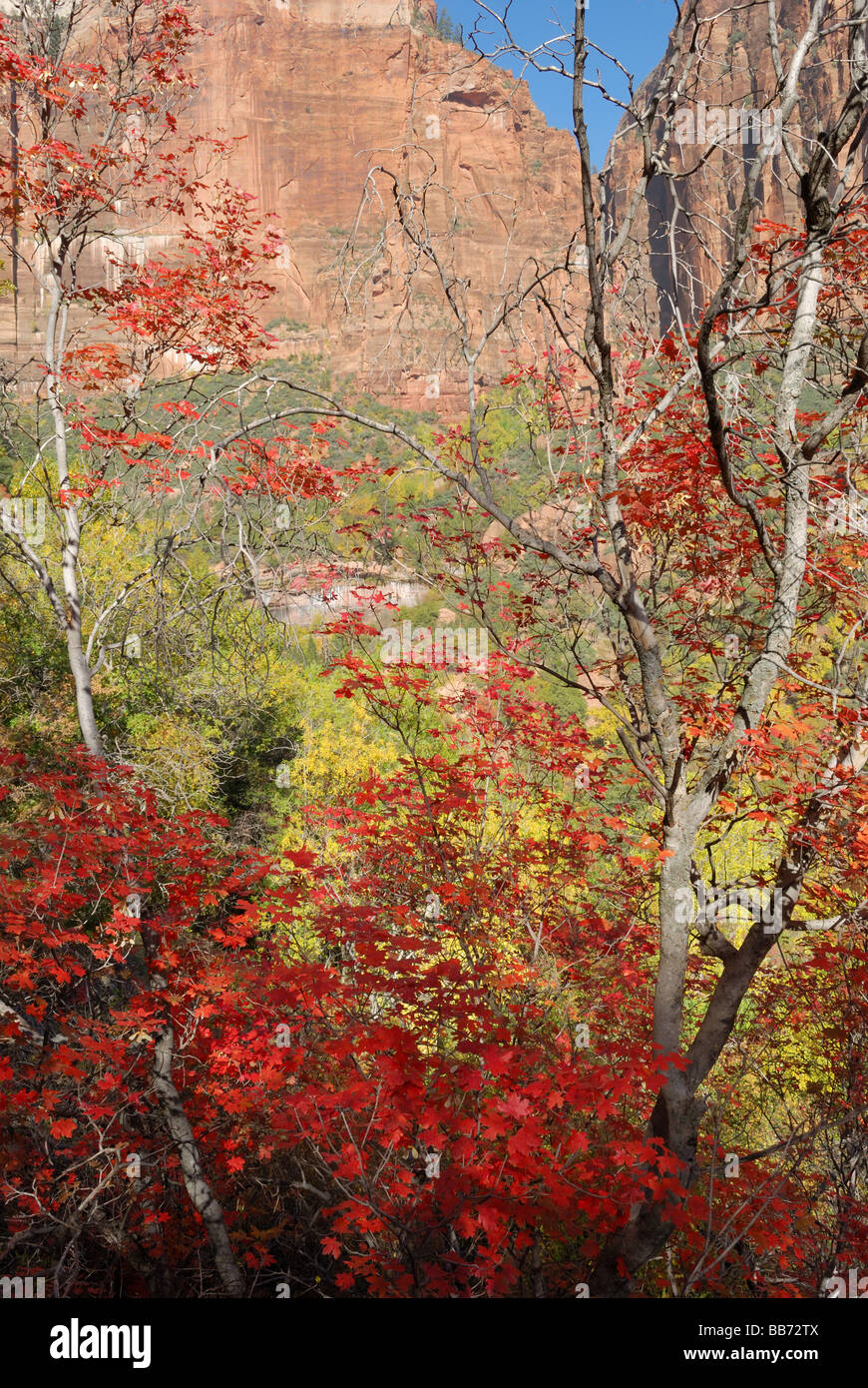 Colorful fall foliage in the canyon at Zion national park Utah Stock