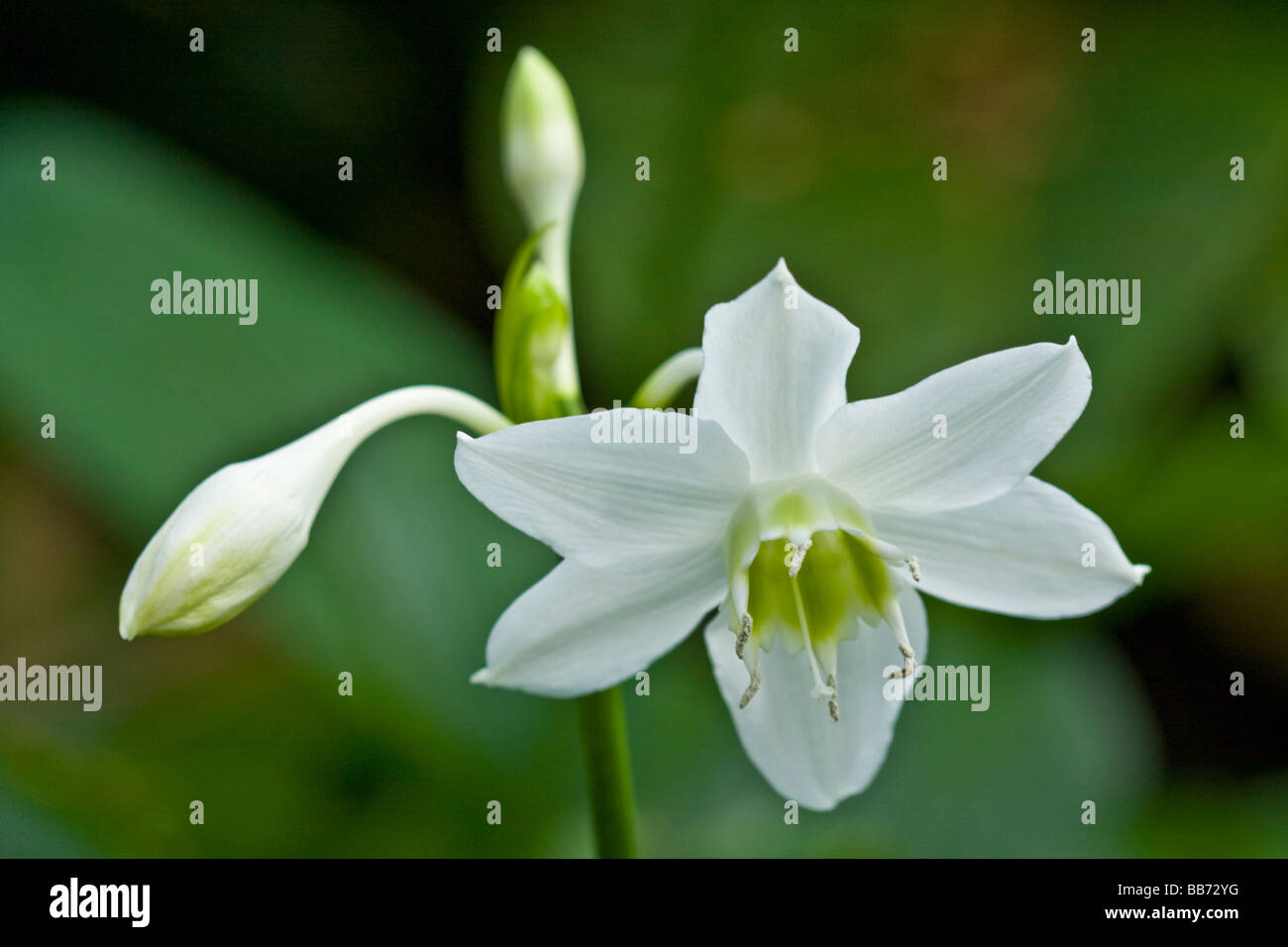 Amazon Lily (Eucharis grandiflora) Stock Photo
