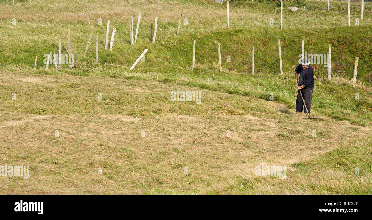 Turning the Hay by Hand. An old farmer uses a large wooden rake to turn the hay in the corner of