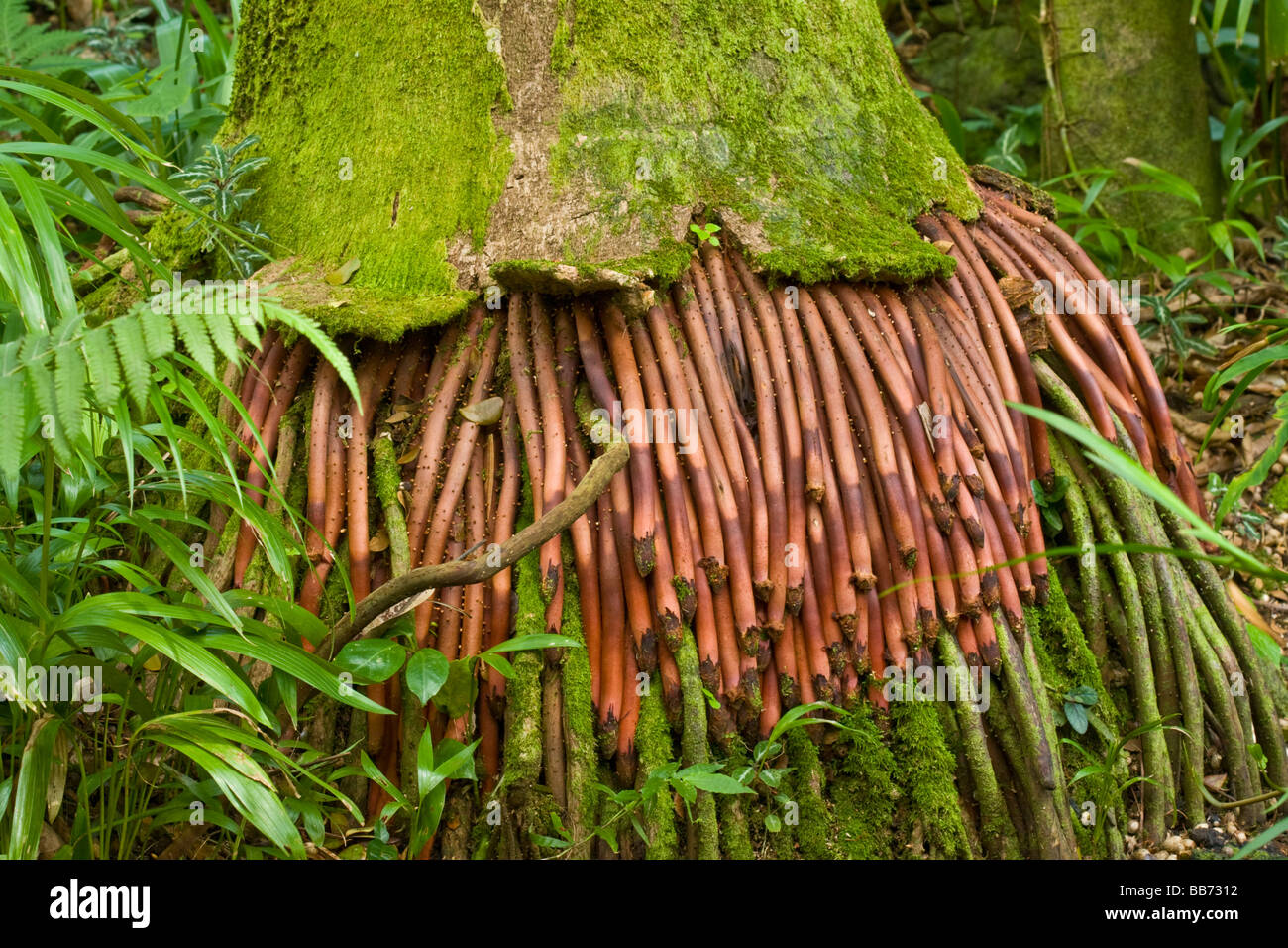 Close Up Image Of The Exposed Roots Of A Coconut Palm Tree In Hawaii Stock Photo Alamy