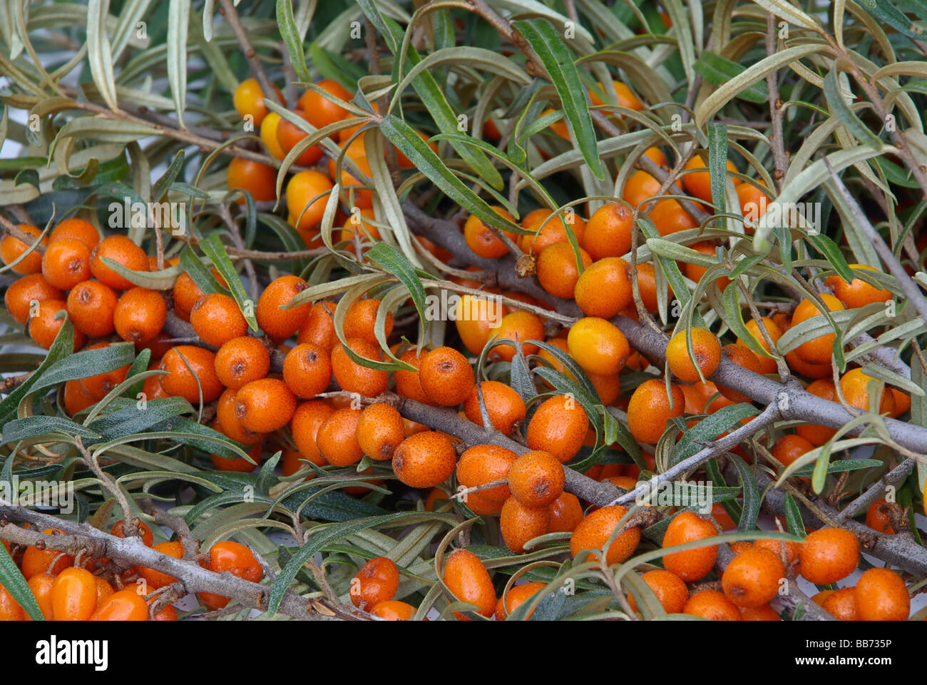 Sanddorn sallow thorn 07 Stock Photo