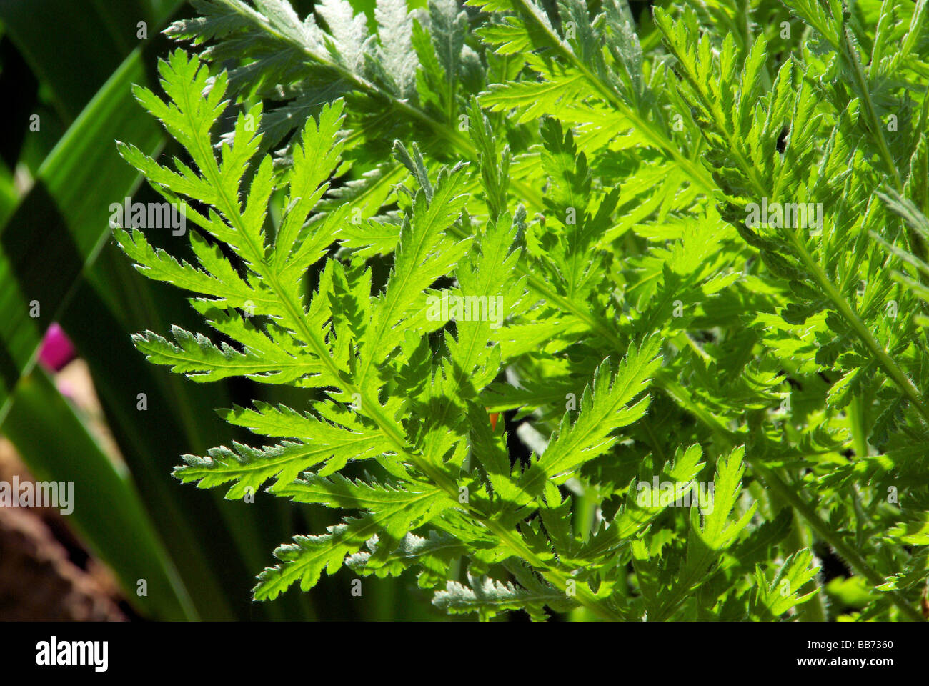 Schafgarbeblatt leaf from Yarrow 03 Stock Photo