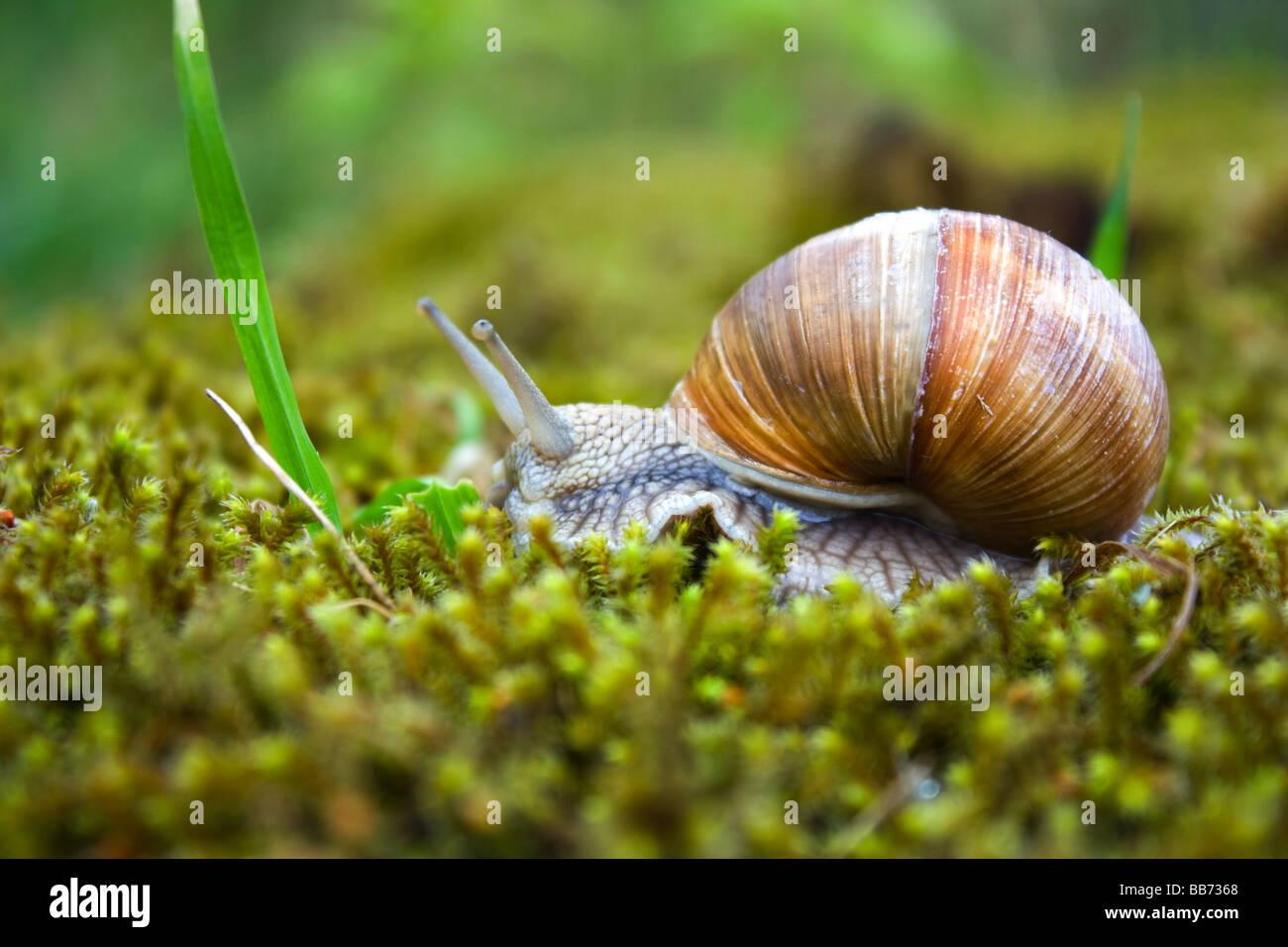 snail in the moss Stock Photo Alamy
