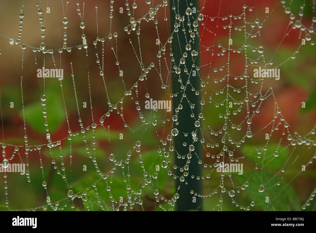 Spinnennetz cobweb 03 Stock Photo