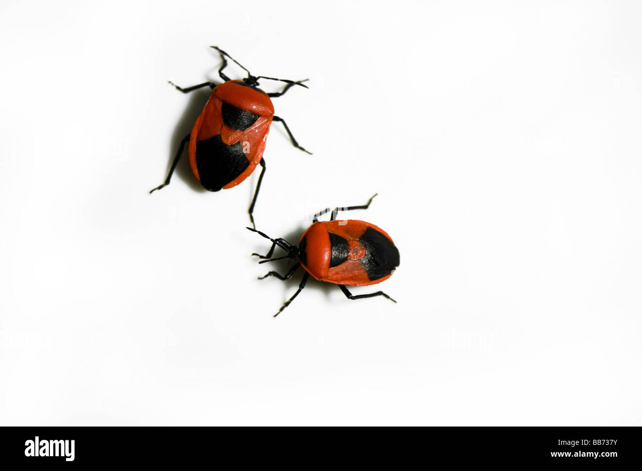 Many insects are small and affectionate
