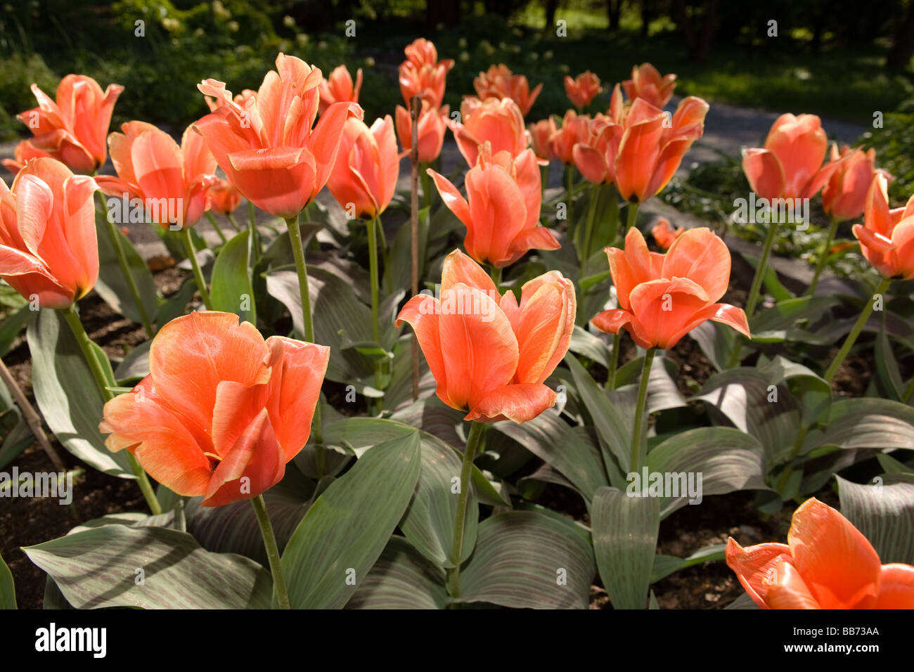 “Calypso” (Tulipa greigii hybrid) Stock Photo