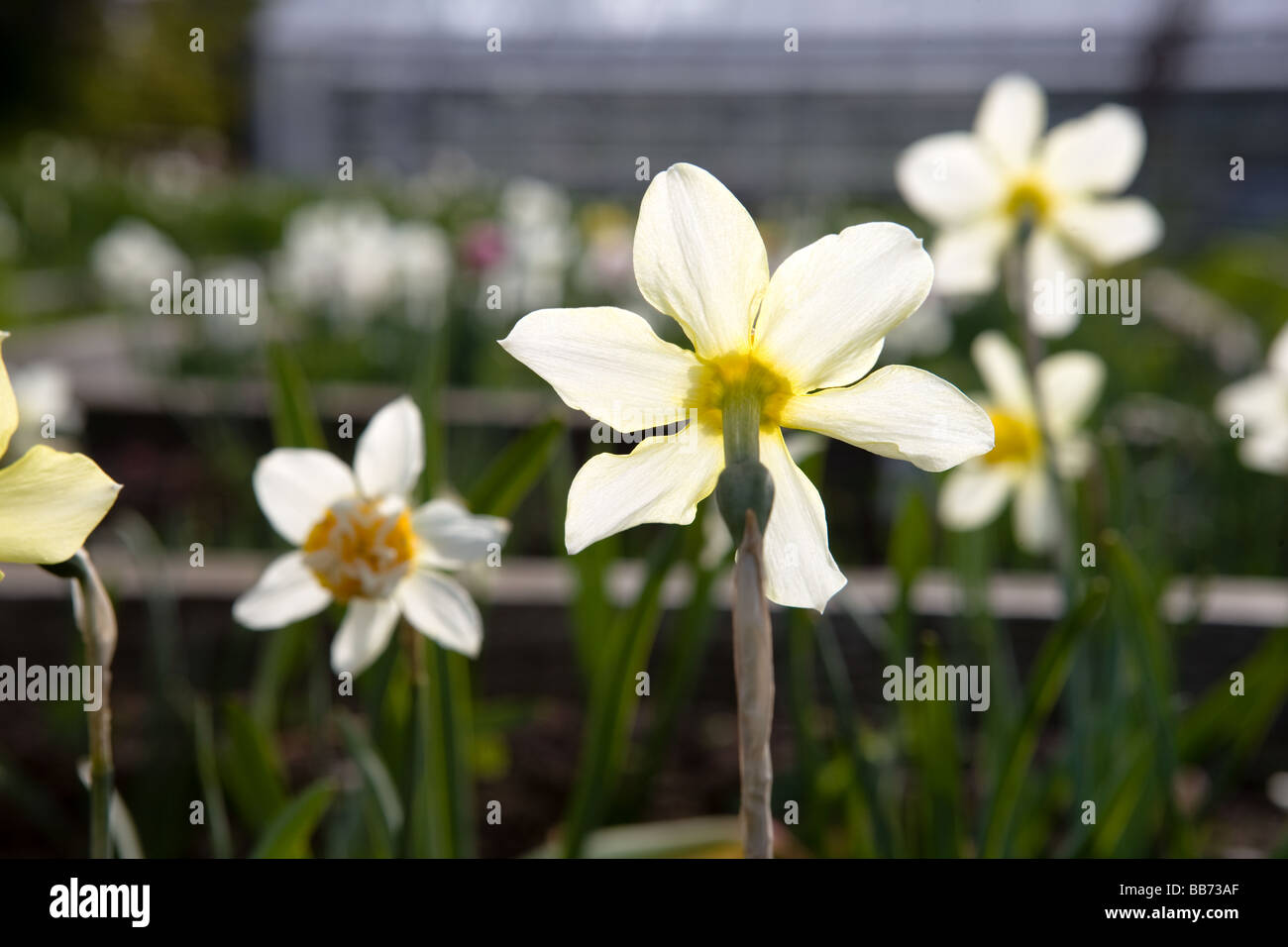 Daffodil at Rosendal Stock Photo
