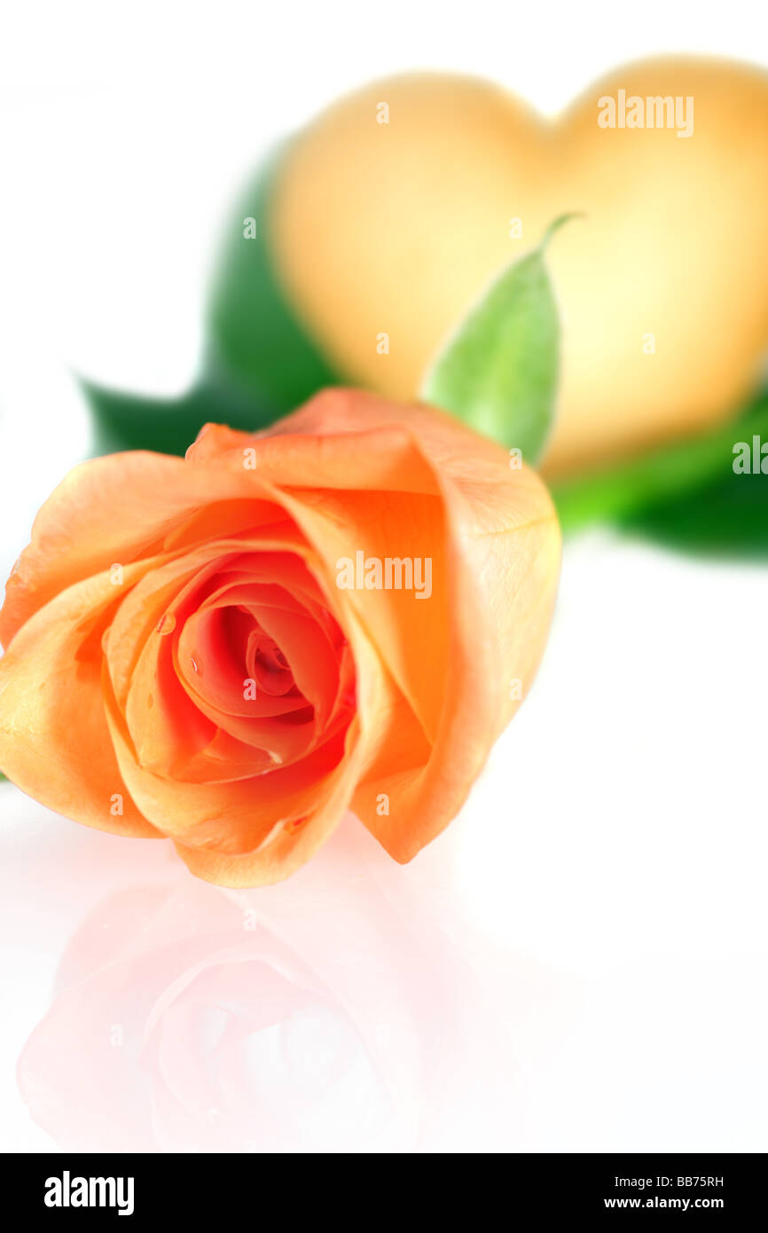 Pink Rose with heart isolated on white Stock Photo - Alamy