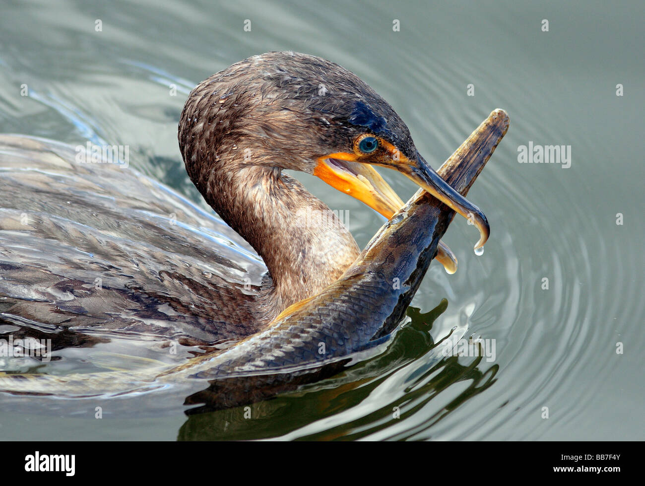 cormorant bird battles an alligator gar Stock Photo