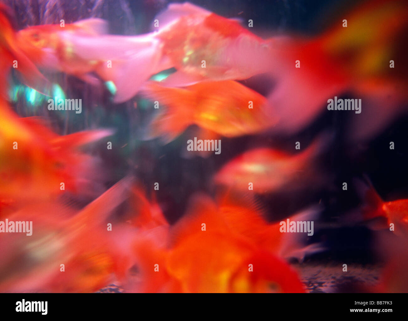 gold fish in tank Stock Photo Alamy