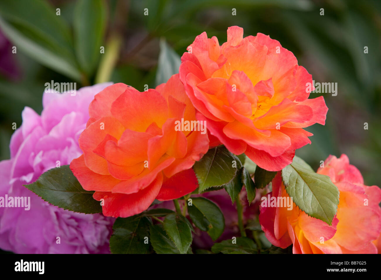 Peony and rose flowers Stock Photo
