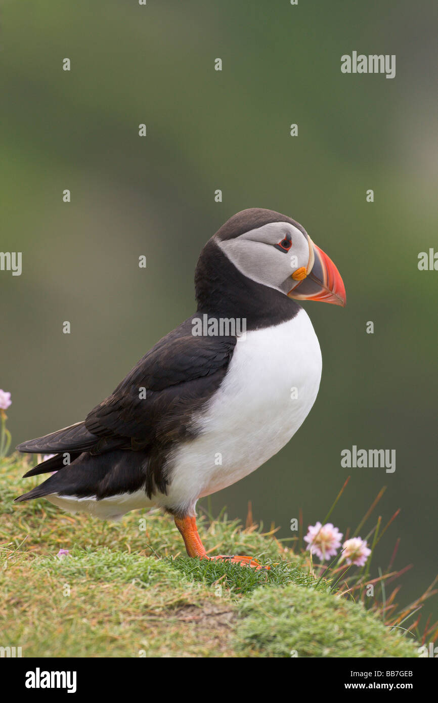 Puffin ecology hi-res stock photography and images - Alamy