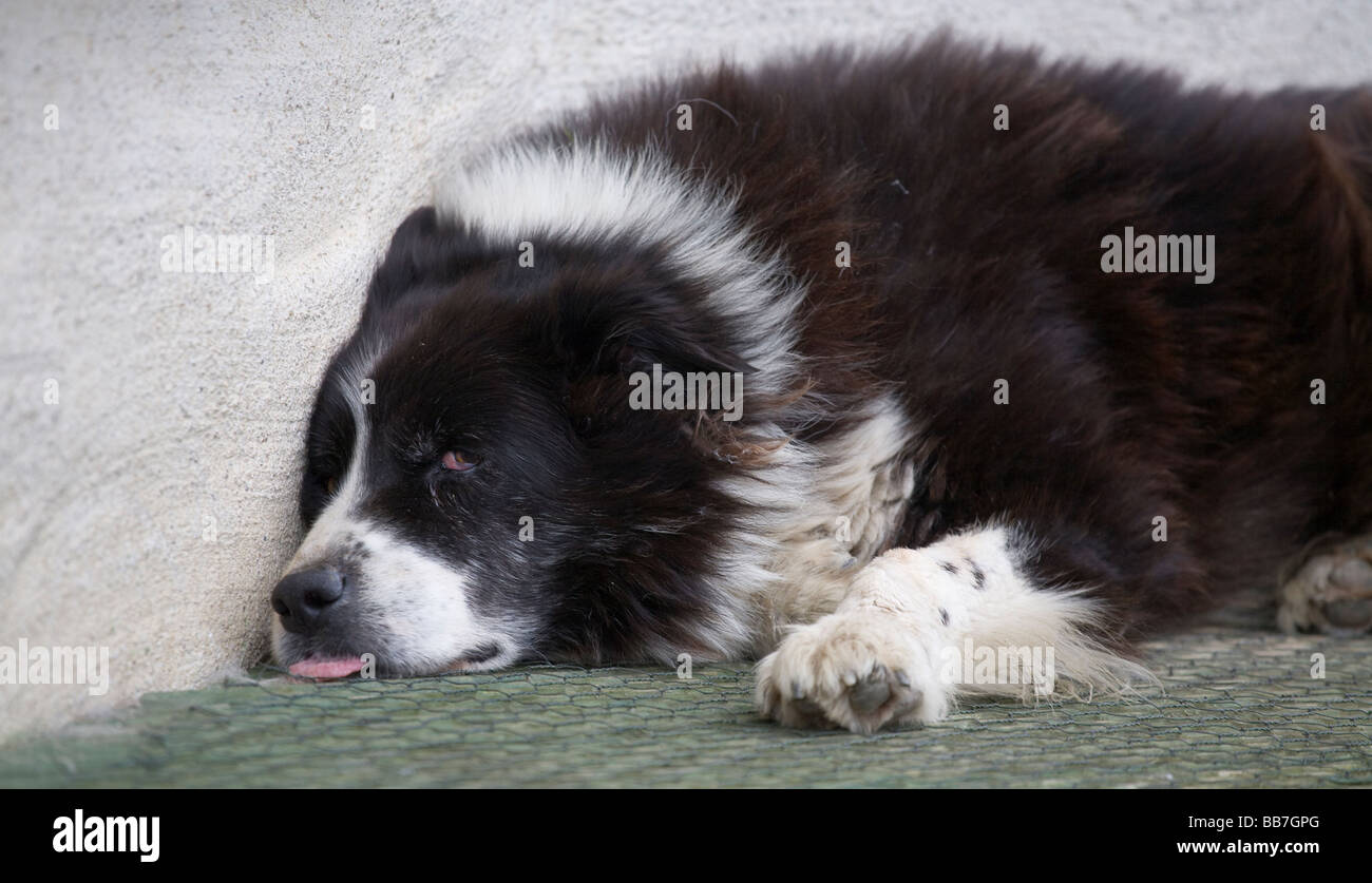 Dog Tired. A black and white sheepdog lies against a whitewashed wall with bloodshot eyes and tongue hanging out. Stock Photo