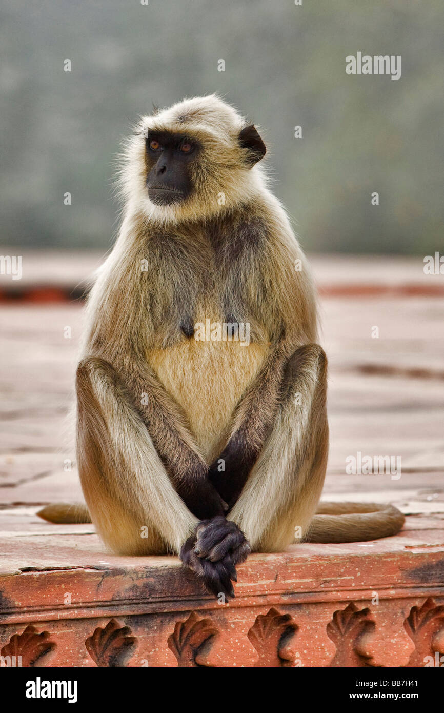 Northern Plains Gray Langur High Resolution Stock Photography and