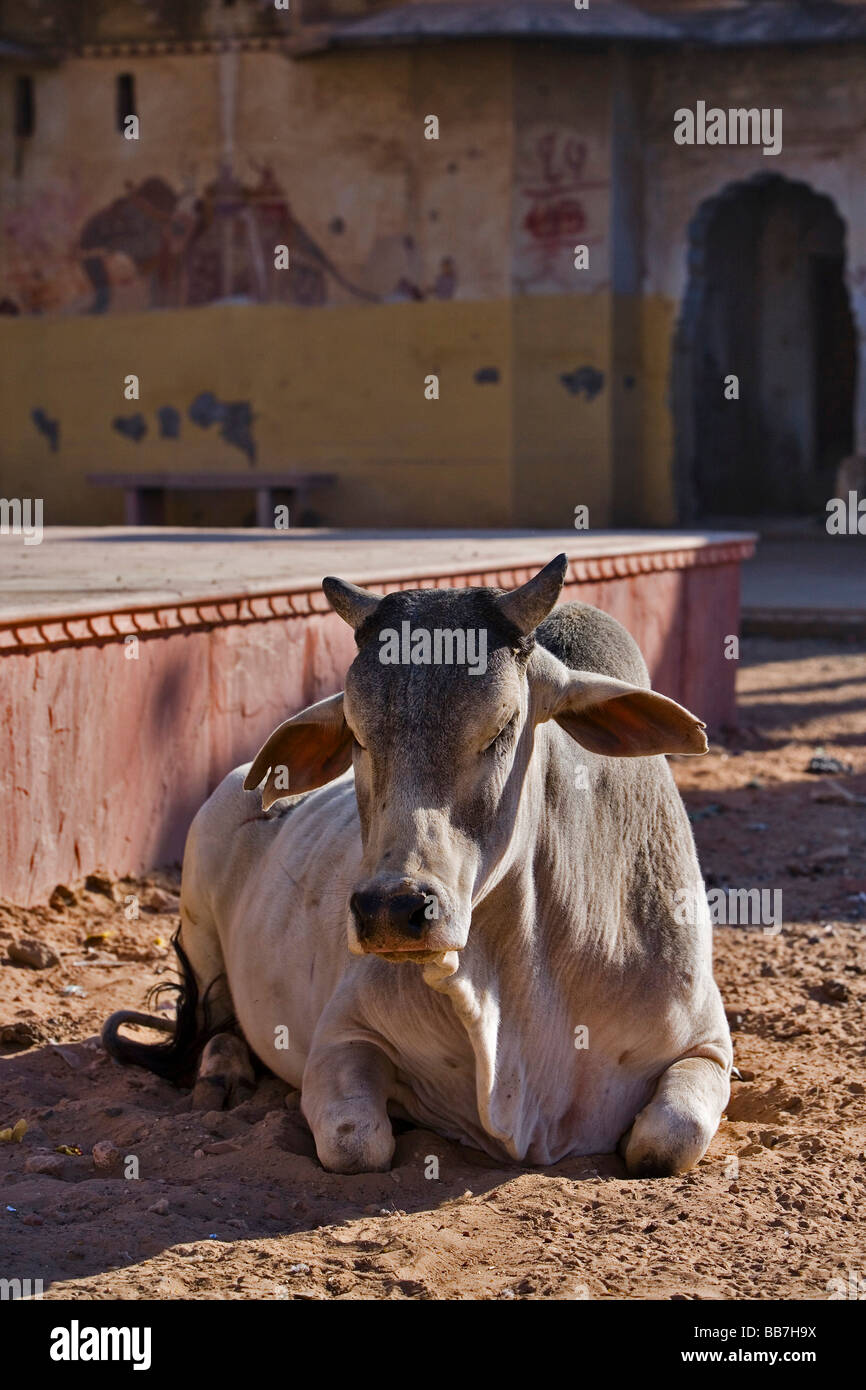 Sacred Indian cow, North India, India, Asia Stock Photo