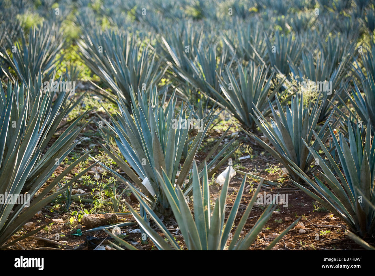 Blue Agave Field Baby Tequila. Rows of young Blue Algave the source