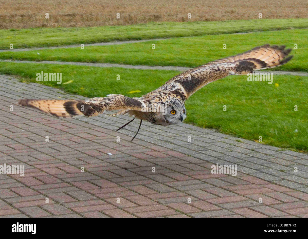 Owl in low flight Stock Photo