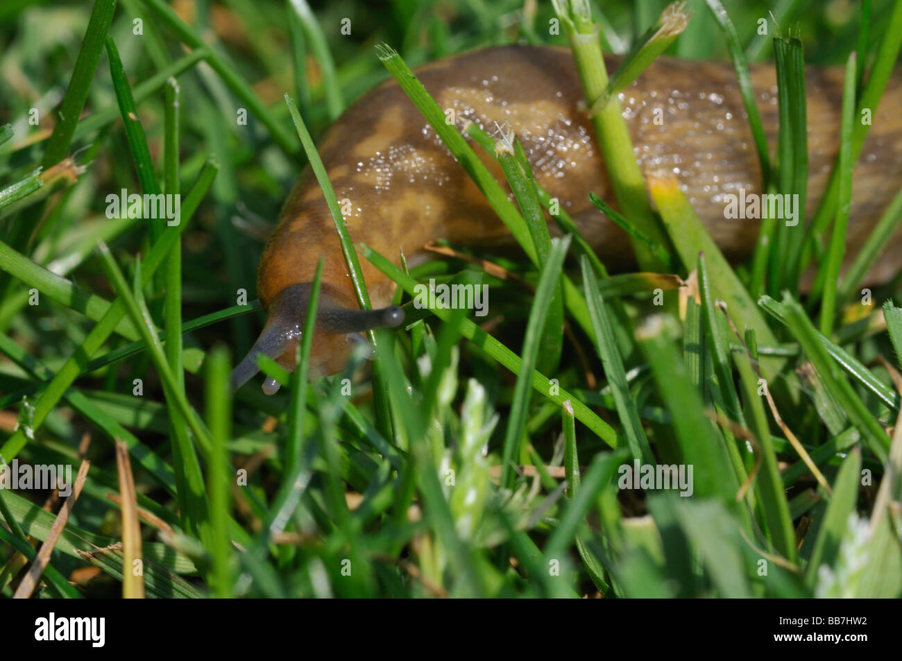 Slug antennae hires stock photography and images Alamy