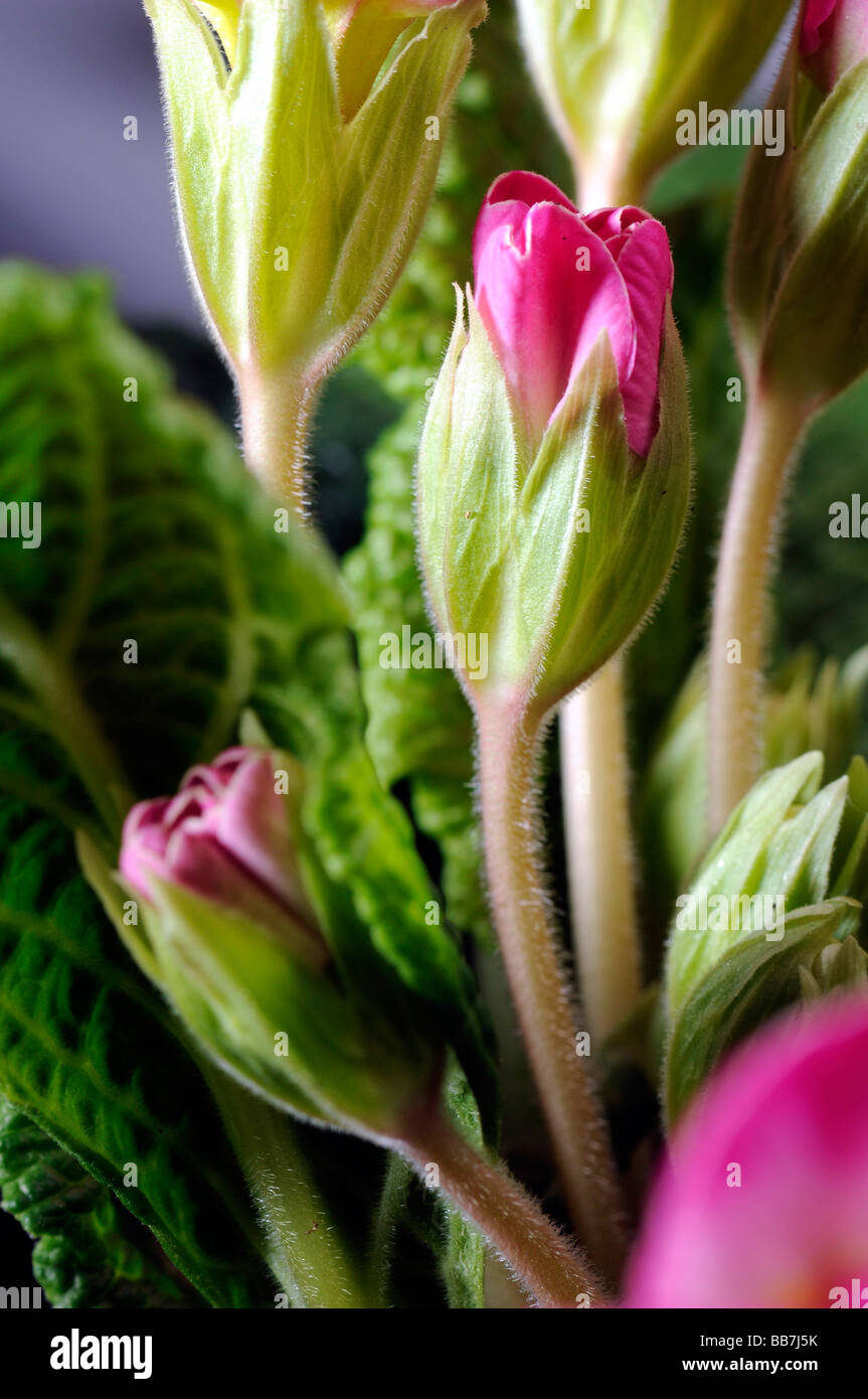 Primrose (Primula) Stock Photo