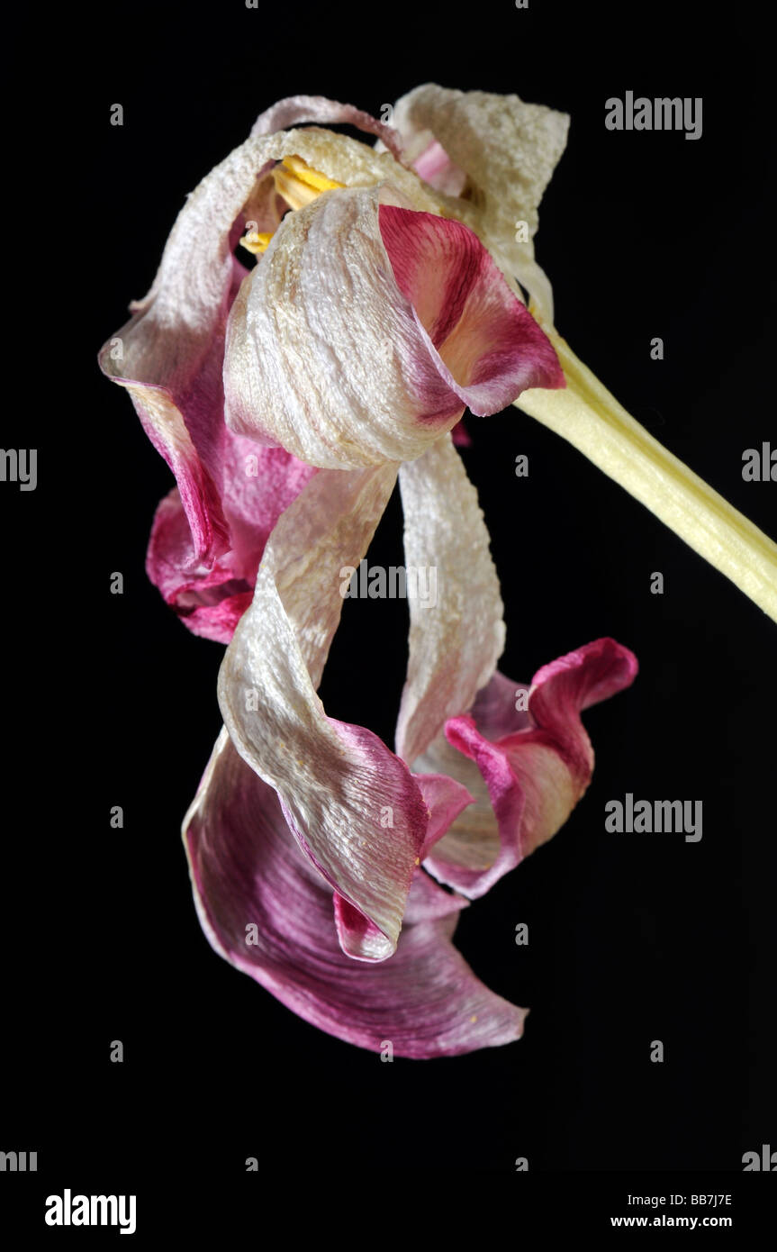 Withered tulip (Tulipa) Stock Photo