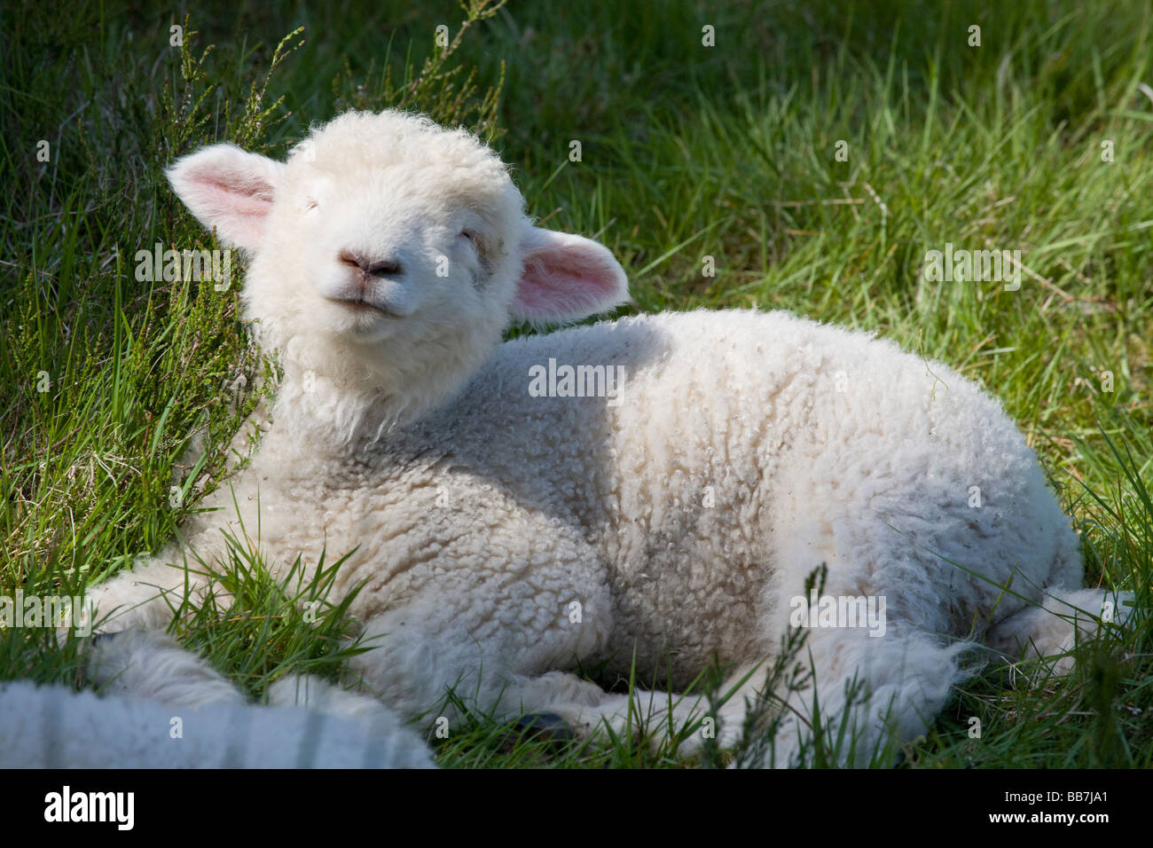 Waking Up. A young fluffy pink and white lamb lifts his head, eyes