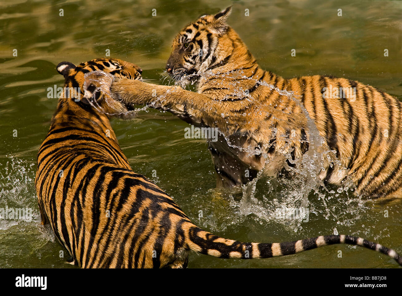Two tigers (Panthera tigris) fighting in water Stock Photo
