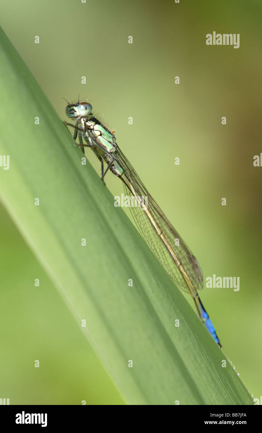 Blue-tailed Damselfly Ischnura elegans adult perched on a Phragmytes reed leaf Stock Photo