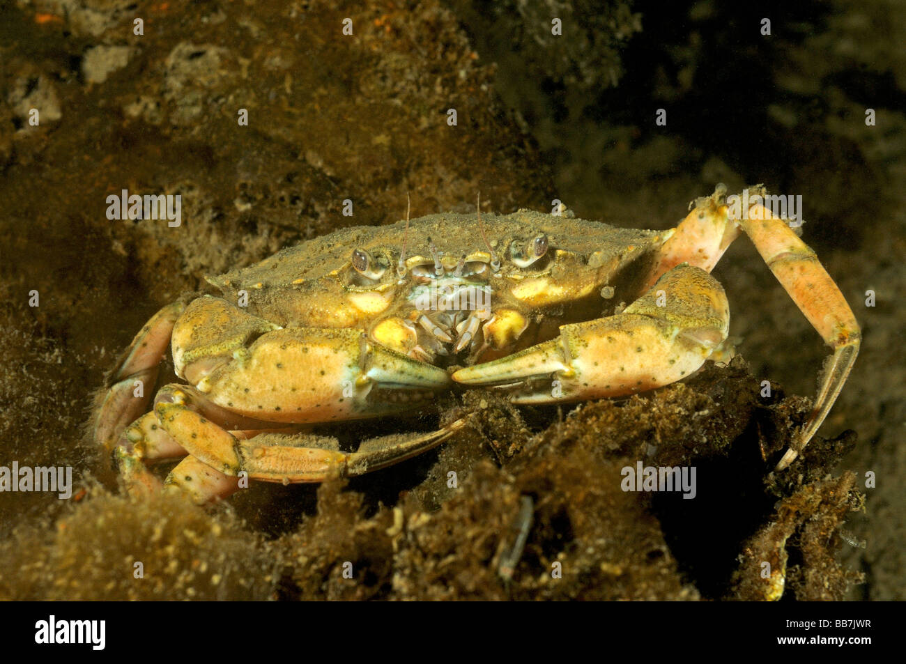 common littoral crab, Common shore crab, Carcinus maenas Stock Photo