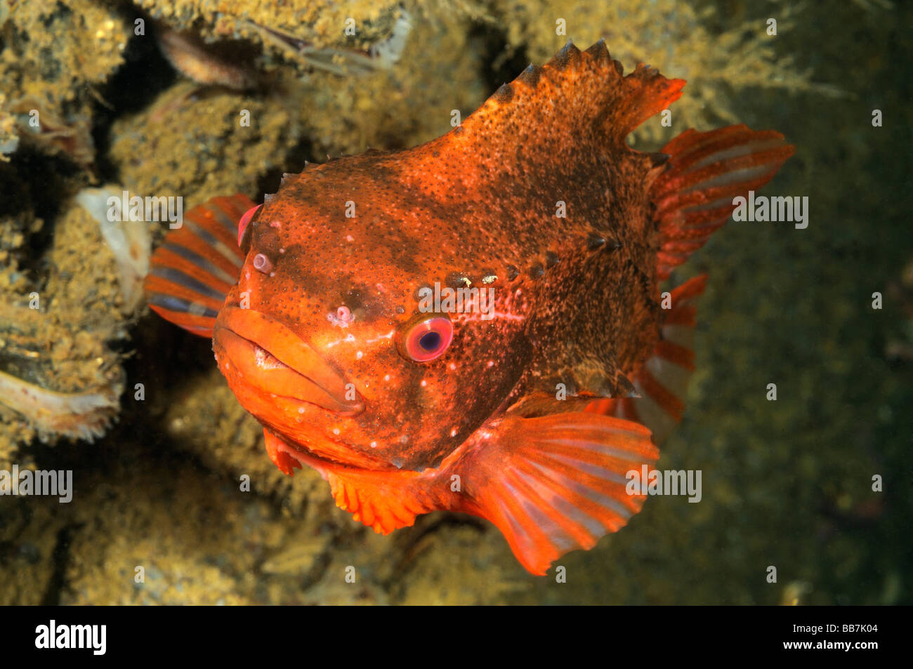 Lumpsucker fish, Cyclopterus lumpus Stock Photo