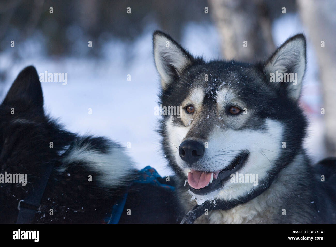Sled dogs on a sled dog tour in Kiruna, Sweden Stock Photo