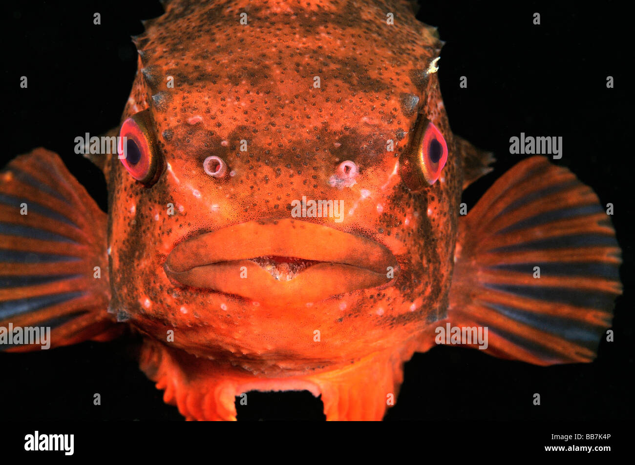 Lumpsucker fish, Cyclopterus lumpus Stock Photo